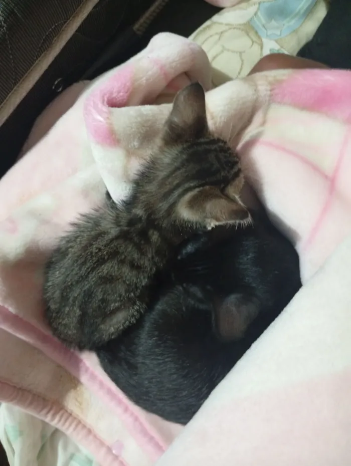 Gato raça SRD-ViraLata idade 2 a 6 meses nome Chloe, Theo, e Luna nomes dos gatos