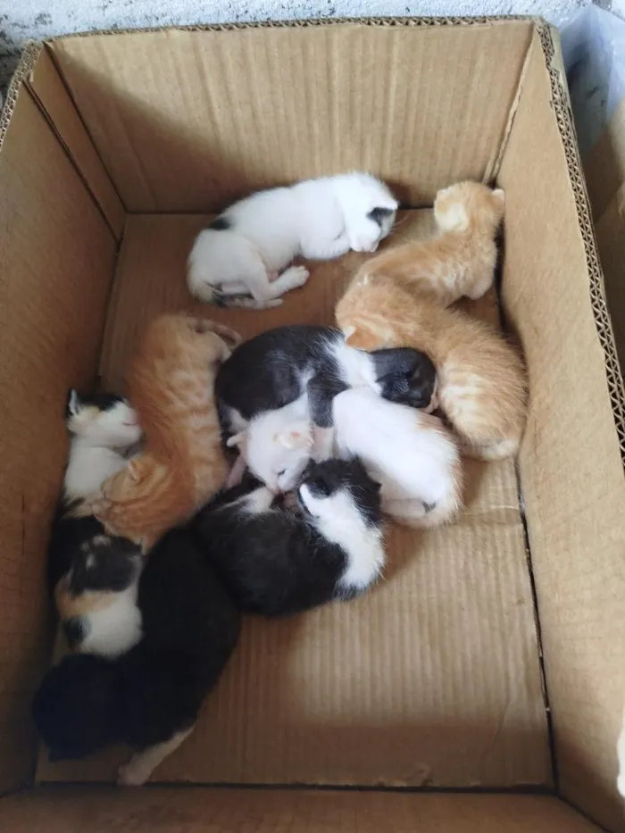 Gato raça SRD-ViraLata idade Abaixo de 2 meses nome Sem nomes
