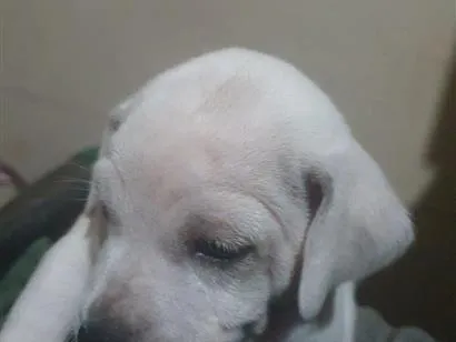 Cachorro raça SRD-ViraLata idade Abaixo de 2 meses nome nenhum ainda 