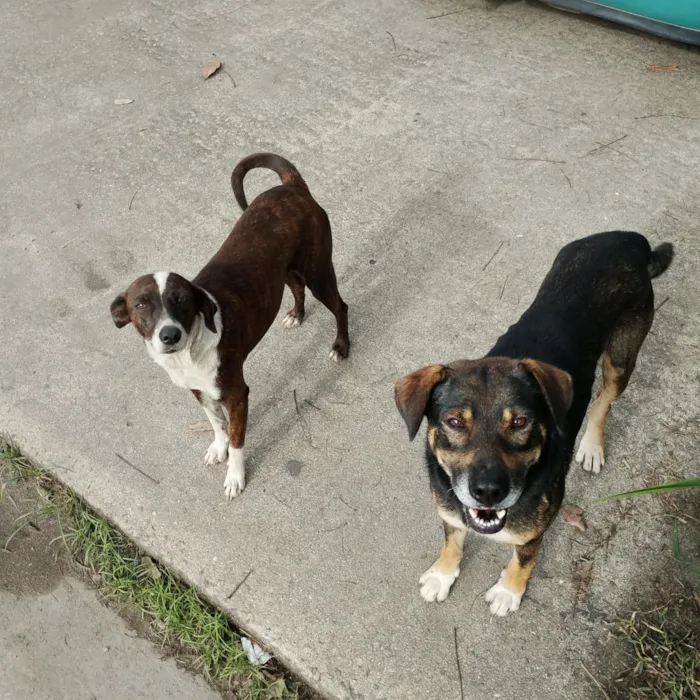 Cachorro raça SRD-ViraLata idade 1 ano nome Marronzinhos