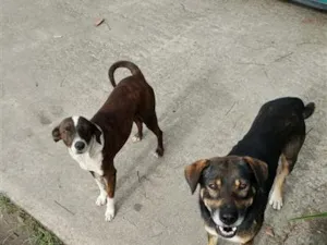 Cachorro raça SRD-ViraLata idade 1 ano nome Marronzinhos