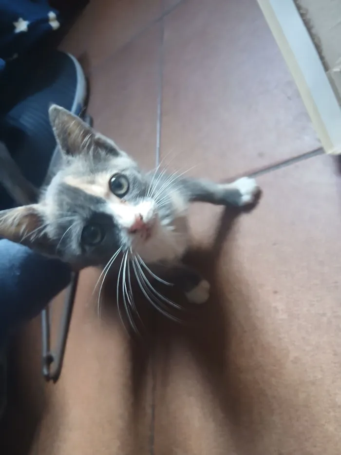 Gato raça SRD-ViraLata idade 2 a 6 meses nome Nina