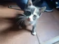 Nina