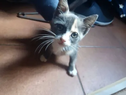 Gato raça SRD-ViraLata idade 2 a 6 meses nome Nina
