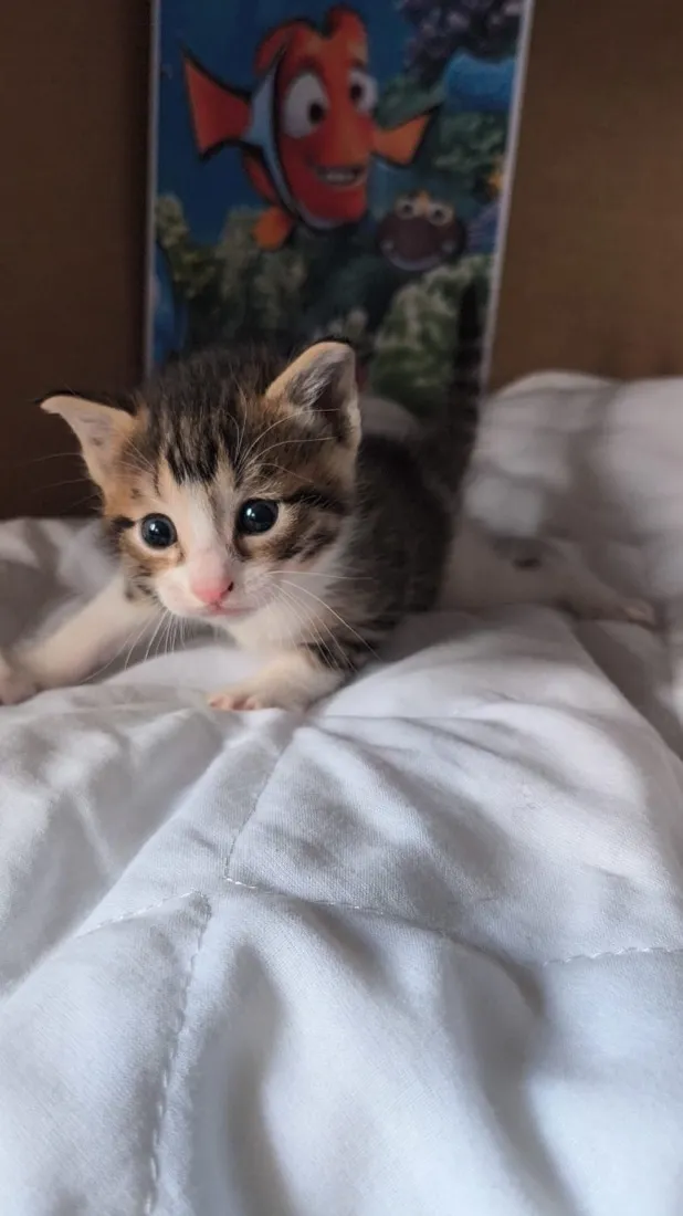 Gato raça SRD-ViraLata idade Abaixo de 2 meses nome Marlin