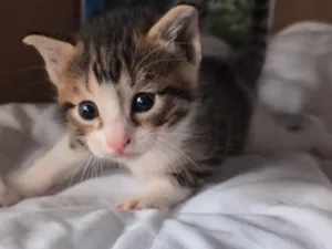Gato raça SRD-ViraLata idade Abaixo de 2 meses nome Marlin