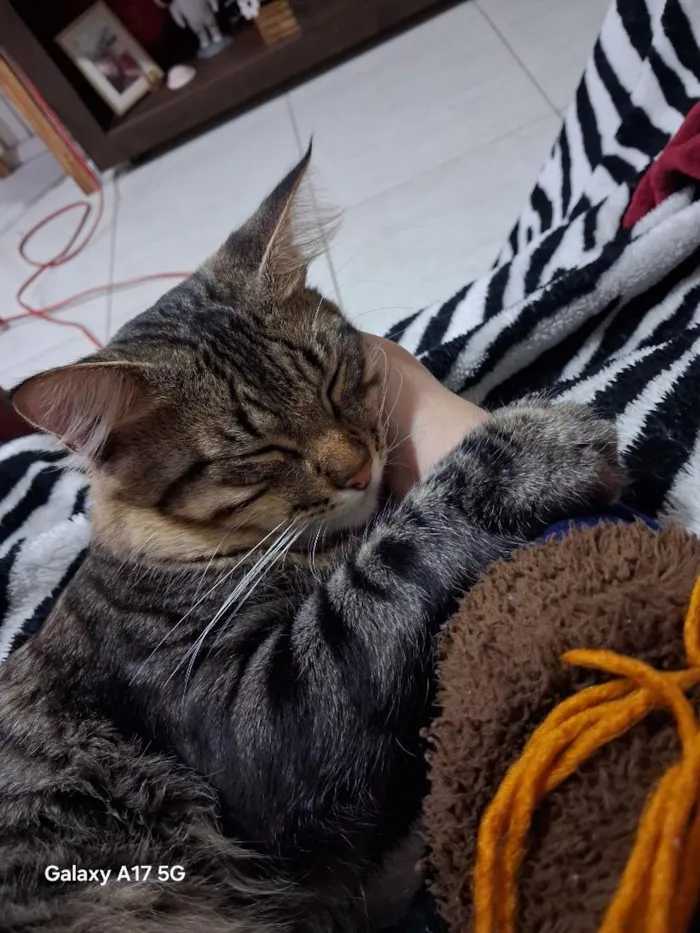Gato raça SRD-ViraLata idade 2 anos nome Dengoso