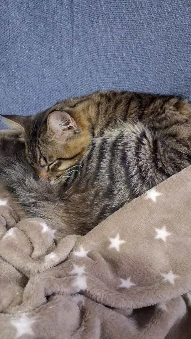 Gato raça SRD-ViraLata idade 2 anos nome Dengoso