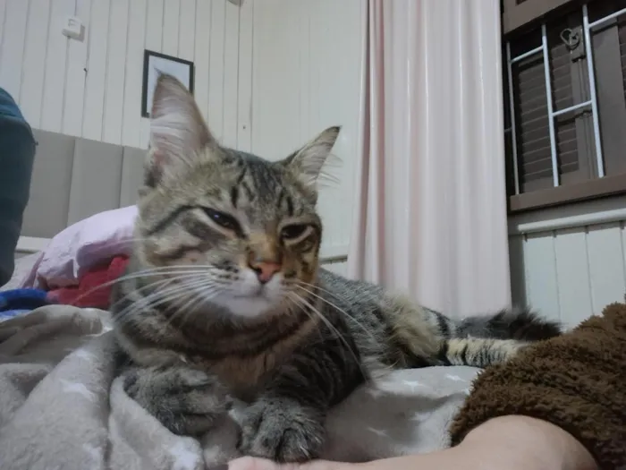 Gato raça SRD-ViraLata idade 2 anos nome Dengoso