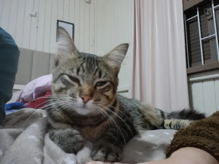Gato raça SRD-ViraLata idade 2 anos nome Dengoso