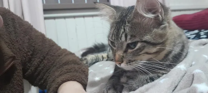 Gato raça SRD-ViraLata idade 2 anos nome Dengoso