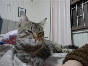 Gato raça SRD-ViraLata idade 2 anos nome Dengoso