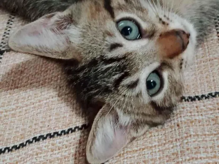 Gato raça SRD-ViraLata idade 2 a 6 meses nome Joaozinho