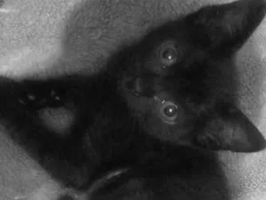 Gato raça SRD-ViraLata idade 2 a 6 meses nome Chloe, Theo, e Luna nomes dos gatos