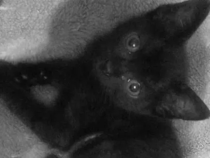 Gato raça SRD-ViraLata idade 2 a 6 meses nome Chloe, Theo, e Luna nomes dos gatos