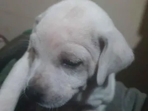 Cachorro raça SRD-ViraLata idade Abaixo de 2 meses nome nenhum ainda 
