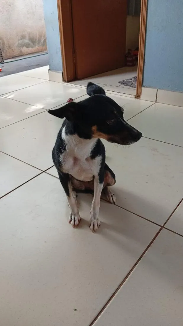 Cachorro raça SRD-ViraLata idade 6 ou mais anos nome meg 