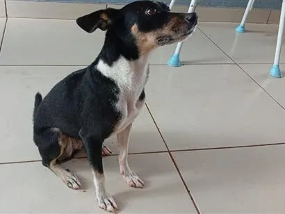 Cachorro raça SRD-ViraLata idade 6 ou mais anos nome meg 