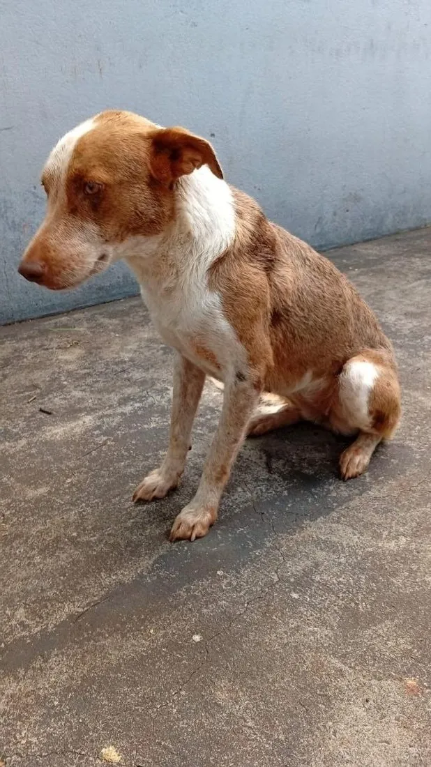 Cachorro raça SRD-ViraLata idade 3 anos nome luna 