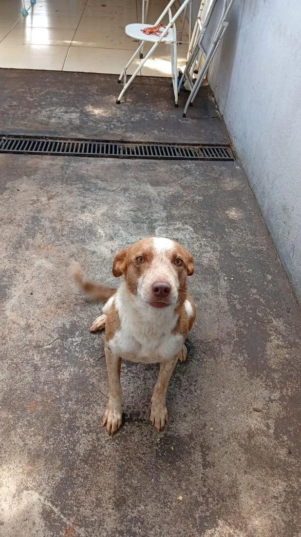 Cachorro raça SRD-ViraLata idade 3 anos nome luna 