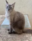 Pipo