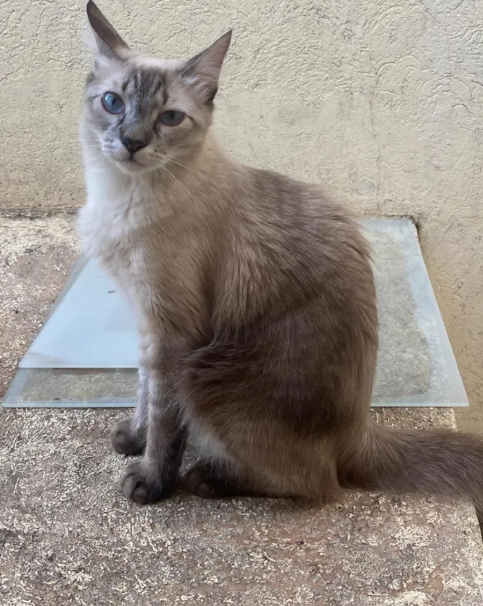 Gato raça Siamês idade 1 ano nome Pipo