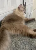 Pipo