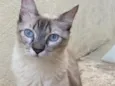 Pipo