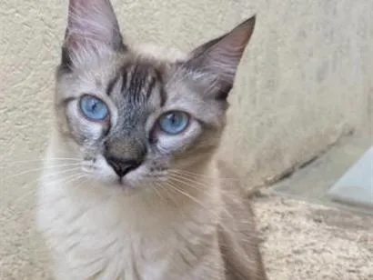 Gato raça Siamês idade 1 ano nome Pipo