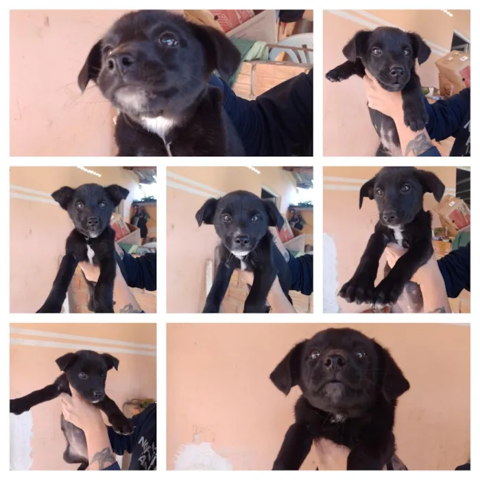 Cachorro raça SRD-ViraLata idade 2 a 6 meses nome Doa-se 