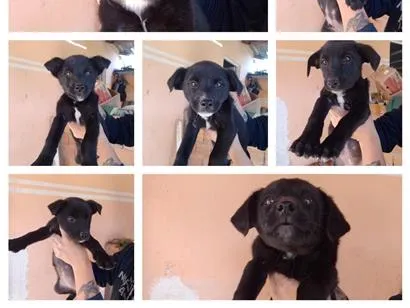 Cachorro raça SRD-ViraLata idade 2 a 6 meses nome Doa-se 