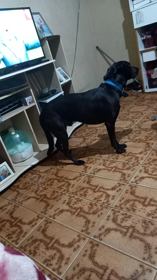 Cachorro raça SRD-ViraLata idade 2 a 6 meses nome Spak 