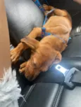 Simba 