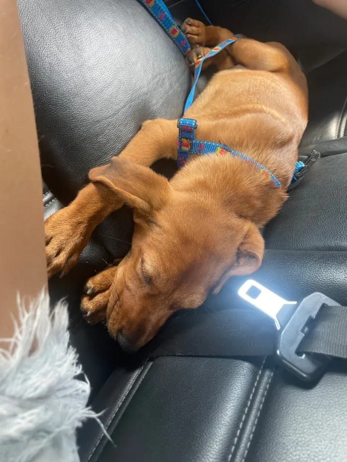 Cachorro raça SRD-ViraLata idade 1 ano nome Simba 