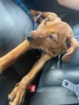 Simba 