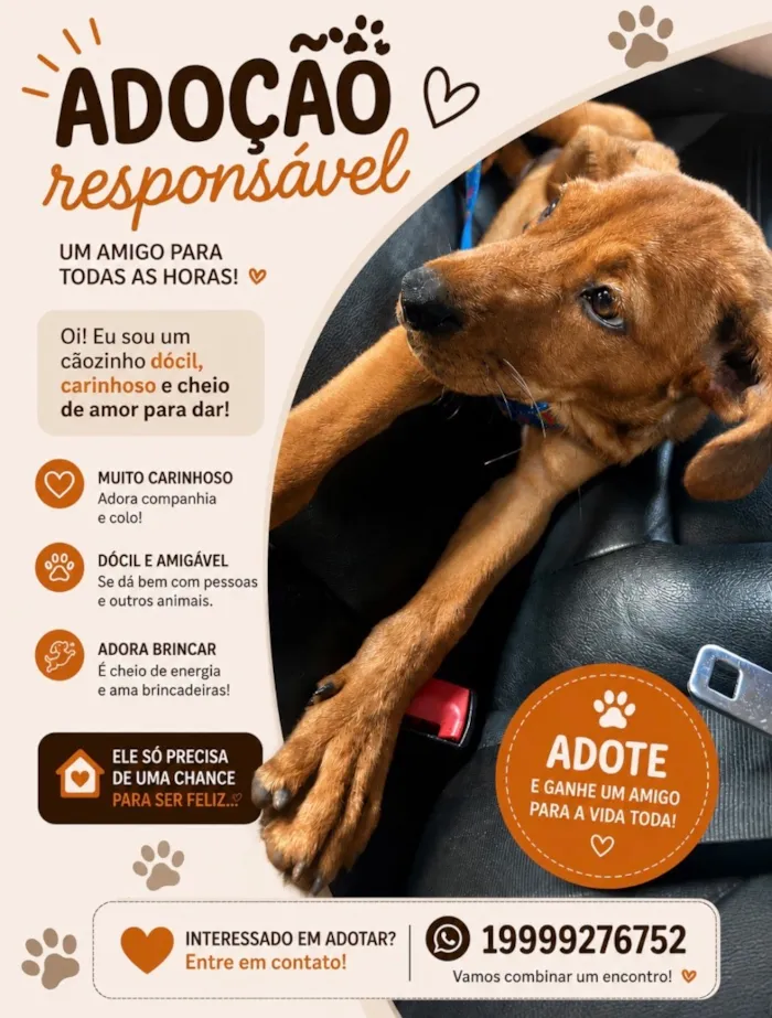 Cachorro raça SRD-ViraLata idade 1 ano nome Simba 