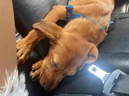 Cachorro raça SRD-ViraLata idade 1 ano nome Simba 