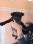 Doa-se cachorro macho 