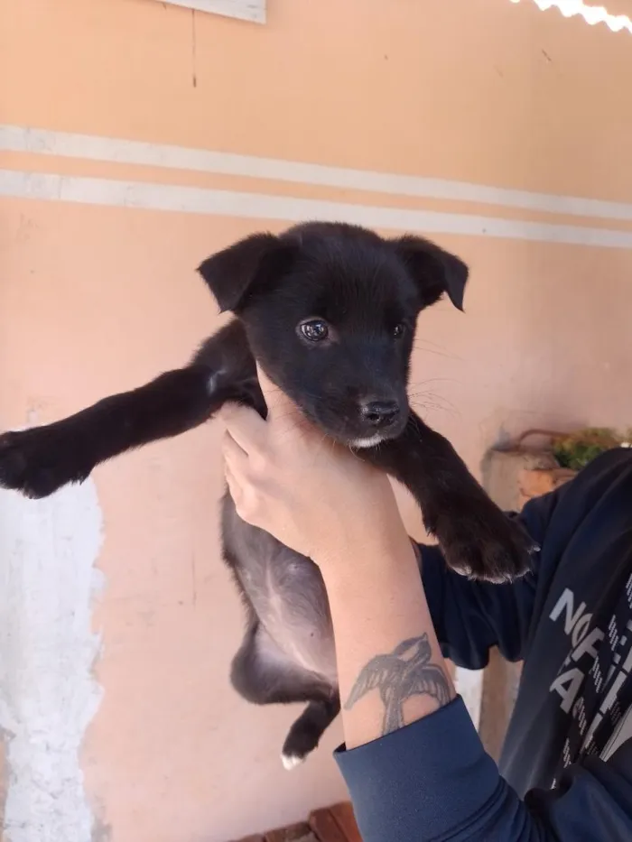 Cachorro raça SRD-ViraLata idade 2 a 6 meses nome Doa-se cachorro macho 