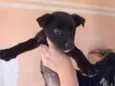 Doa-se cachorro macho 