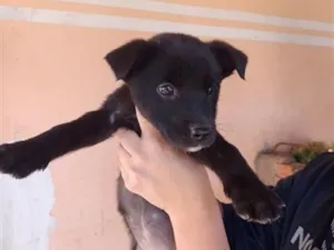 Cachorro raça SRD-ViraLata idade 2 a 6 meses nome Doa-se cachorro macho 
