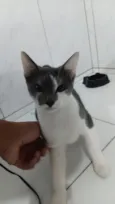 gatos