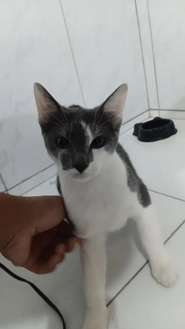 Gato raça SRD-ViraLata idade 2 a 6 meses nome gatos