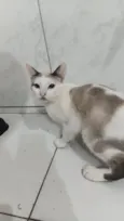 gatos