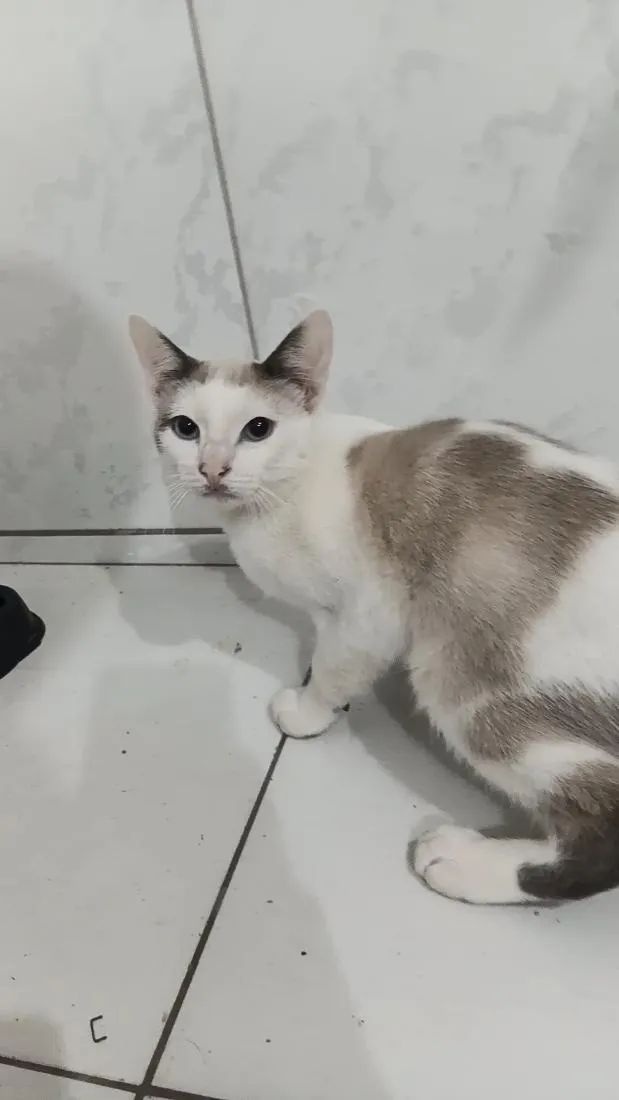 Gato raça SRD-ViraLata idade 2 a 6 meses nome gatos