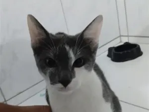 Gato raça SRD-ViraLata idade 2 a 6 meses nome gatos