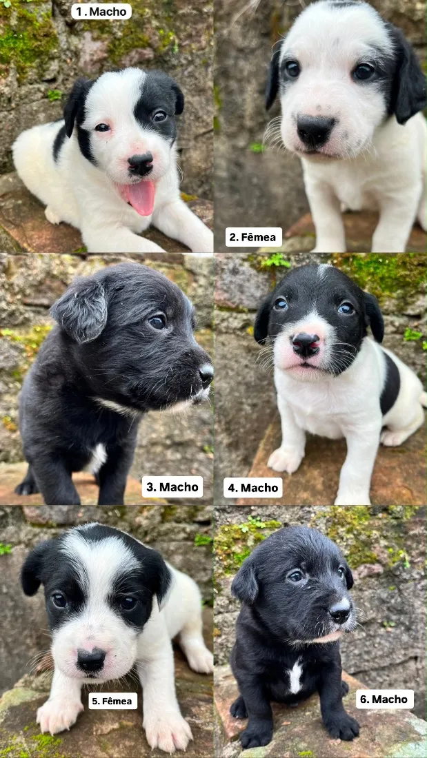 Cachorro raça SRD-ViraLata idade 2 a 6 meses nome Sem nome definido 