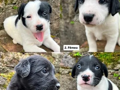 Cachorro raça SRD-ViraLata idade 2 a 6 meses nome Sem nome definido 