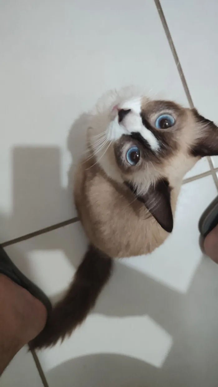 Gato raça Siamês idade 2 a 6 meses nome Nina