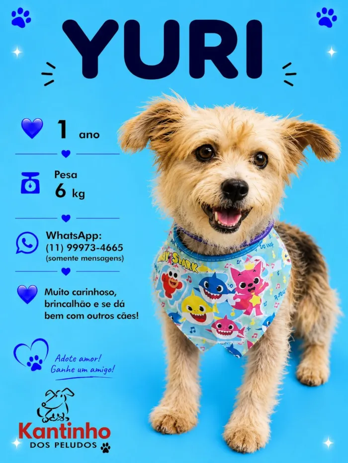 Cachorro raça SRD-ViraLata idade 1 ano nome Yuri